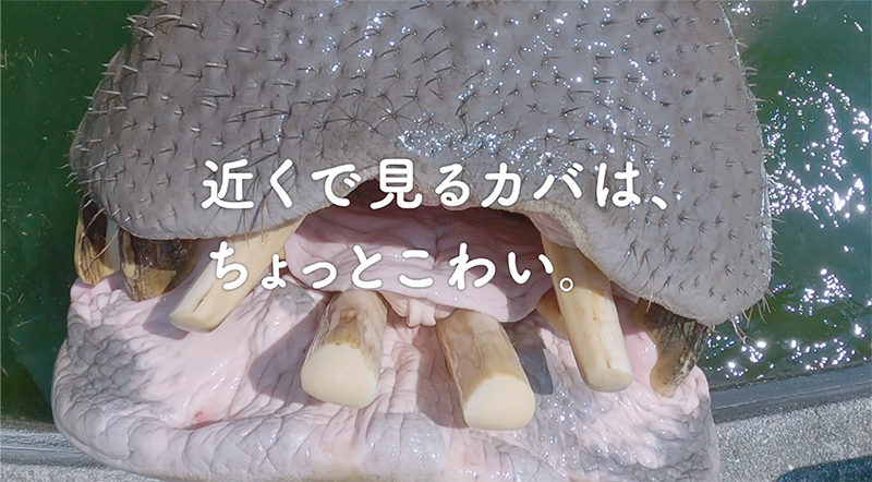 愛媛県 作品タイトル 「でっかく、あそぼう。」